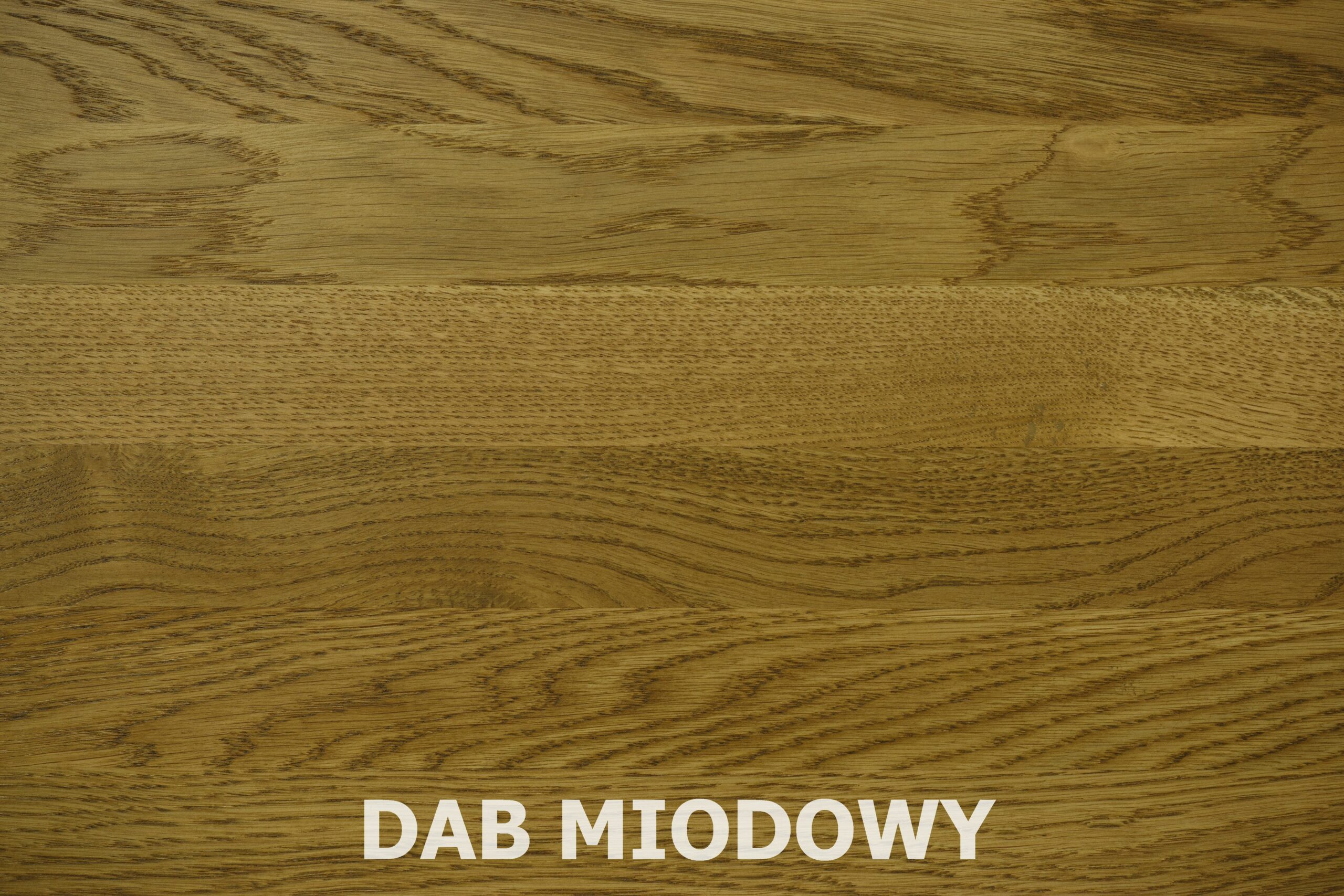 DAB MIODOWY - asseri DX - dąb miodowy