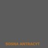 SOSNA ANTRACYT - DOLMAR
